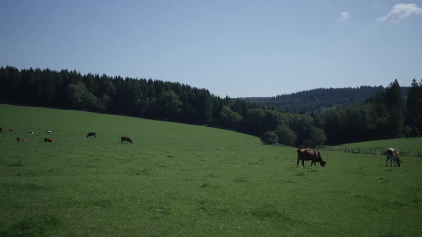 A herd of brown cows graze peacefully in a lush green pasture on a sunny day with rolling hills and a forest in the background