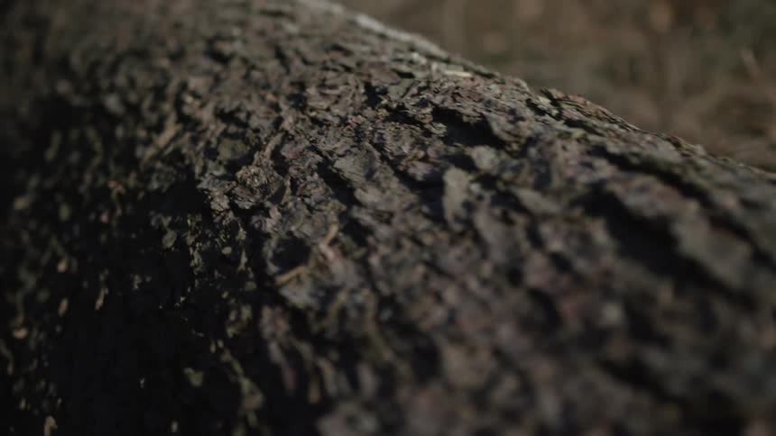 A detailed close-up shot slowly slides along the textured bark of a fallen tree log