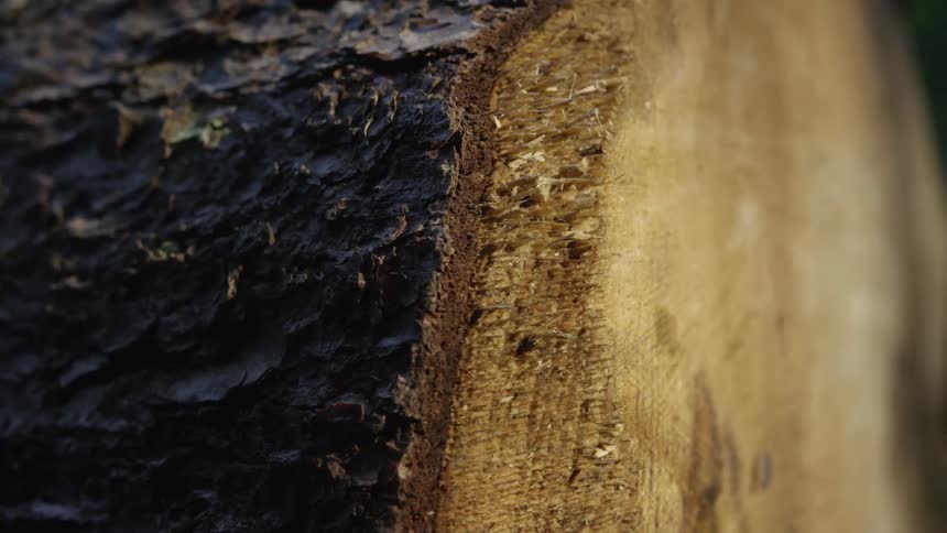 A close-up macro shot pulls back from the freshly cut surface of a fallen tree log in a forest