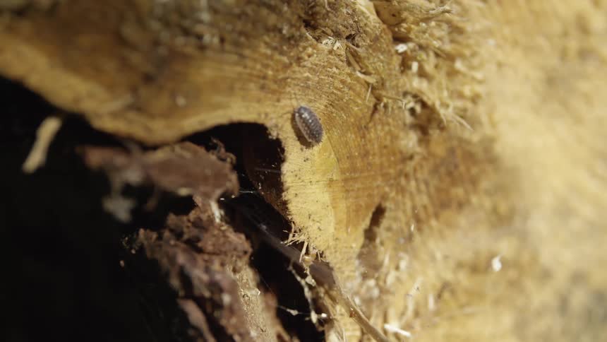 A tiny woodlouse moves deliberately across the rough surface of a wooden log in this macro footage