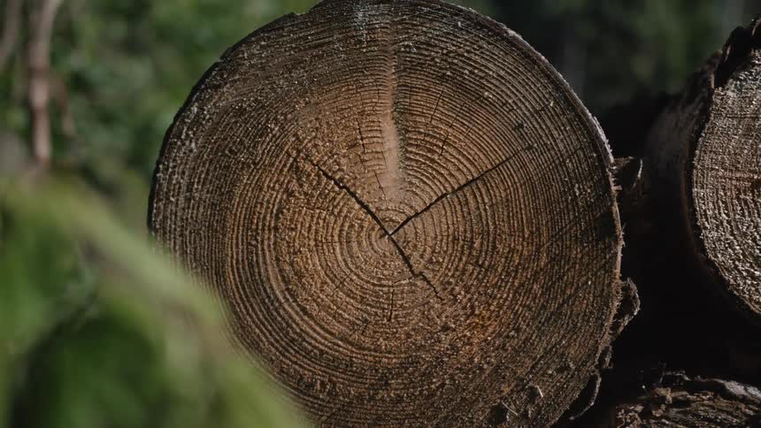 A detailed view of the annual growth rings and texture on the end of a cut log in a sunlit forest