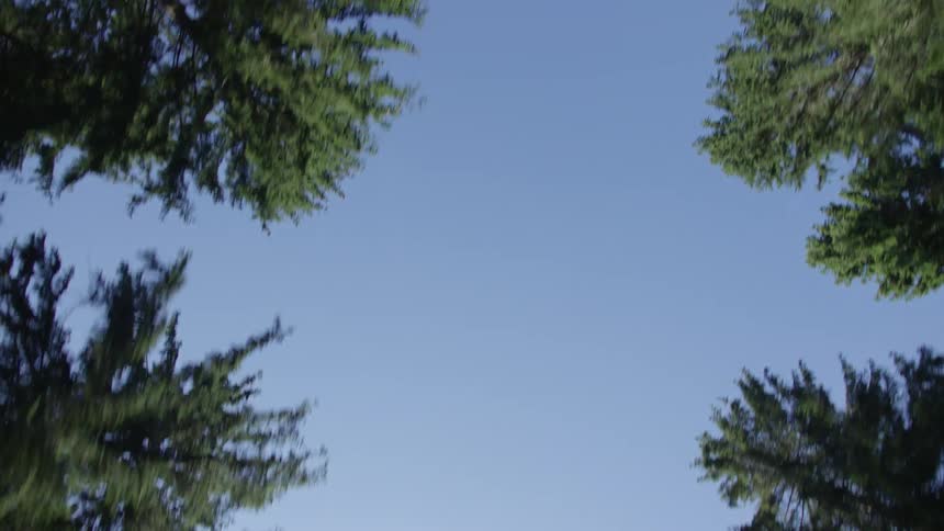 A low-angle forward-moving shot looking up at the clear blue sky while passing under tall green evergreen trees on a sunny day