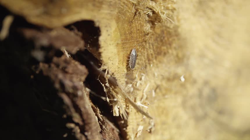 A macro close-up captures a tiny woodlouse crawling on the splintered surface of a log