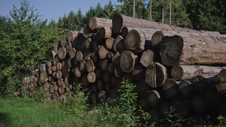 A large stack of freshly cut timber logs piled up on the grassy edge of a sunlit forest