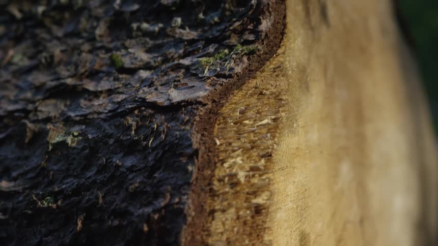A slow, detailed pan across a freshly cut log reveals the contrast between its dark, textured bark and the smooth inner wood