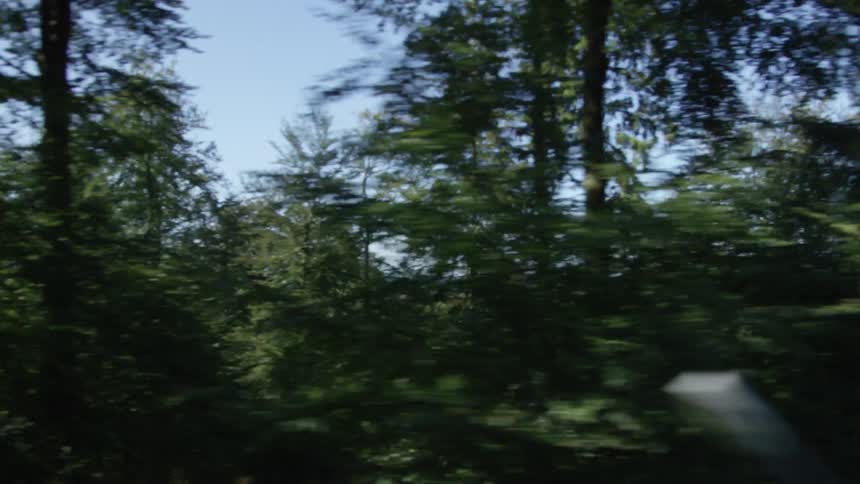 A beautiful green forest flies by in a blur from the window of a moving vehicle on a sunny day
