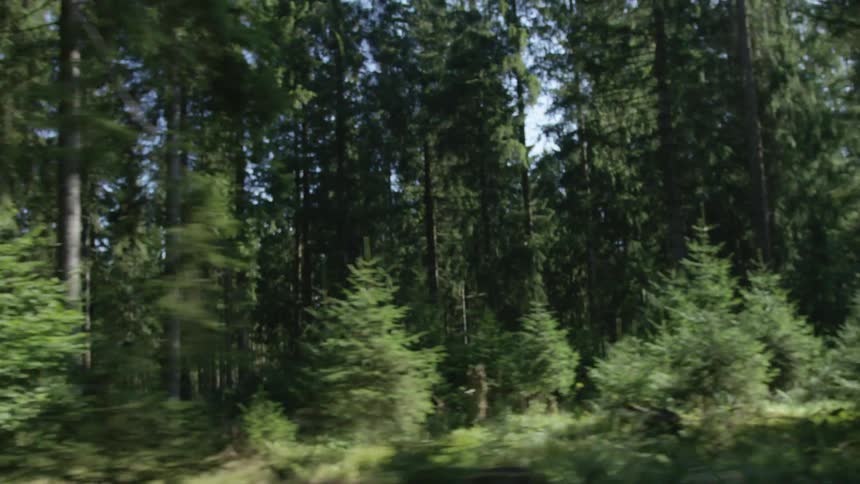 A smooth tracking shot moves sideways through a dense, sunlit evergreen forest