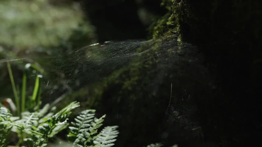A delicate spiderweb shimmers in a sunbeam on a mossy forest floor surrounded by ferns