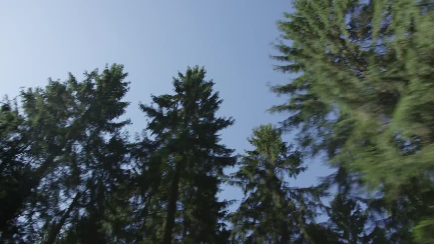 A low-angle tracking shot looks up at tall evergreen trees passing by against a clear blue sky on a sunny day