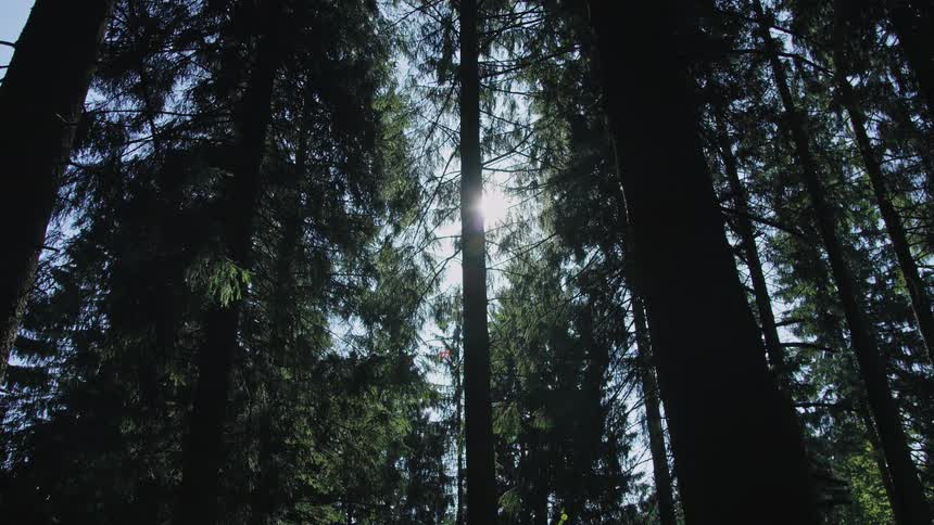 A serene time-lapse from a low angle shows the sun moving across the sky, its light filtering through the tall, silhouetted trees of a dense forest