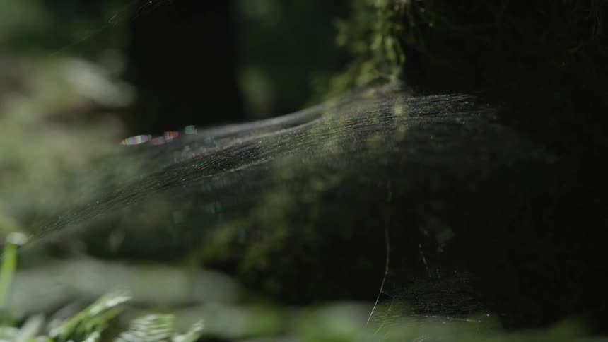 A delicate spiderweb glistens in the sunlight, nestled amongst the moss and ferns of a dark, moody forest floor