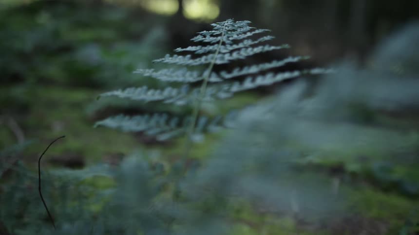 A serene rack focus close-up shot of a delicate fern frond on a lush, green forest floor