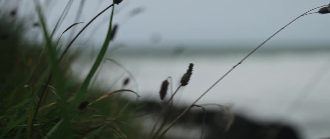A slow-motion close-up of wild grass blowing in the wind on a coastal hillside with the water in the background