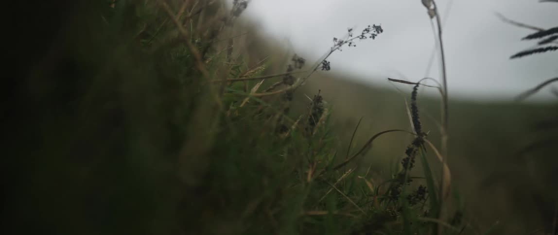 Moody close-up video of wild grass with a slow pull focus revealing a green hillside on an overcast day