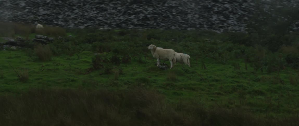 A tracking shot passes a mother sheep and her lamb grazing on a lush green hillside on an overcast day
