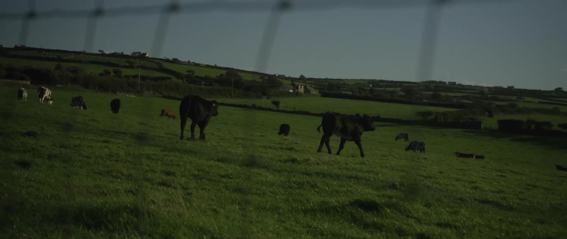 A herd of cattle grazes peacefully on a lush, green, rolling hillside in the countryside at sunset