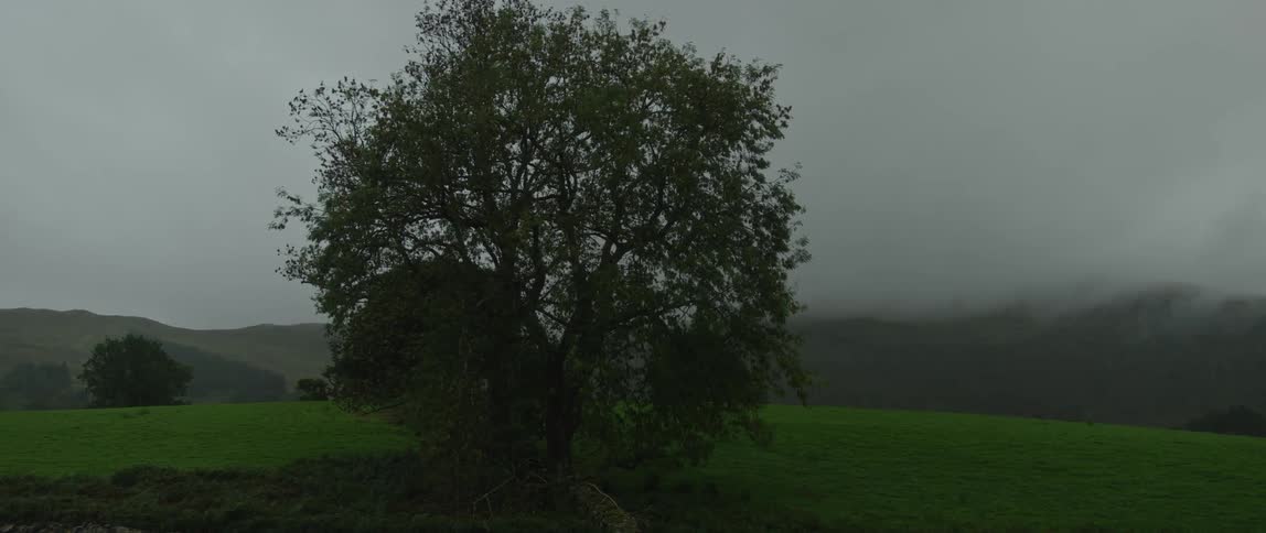 A lone tree stands in a vibrant green field as fog rolls over the distant hills on an overcast day