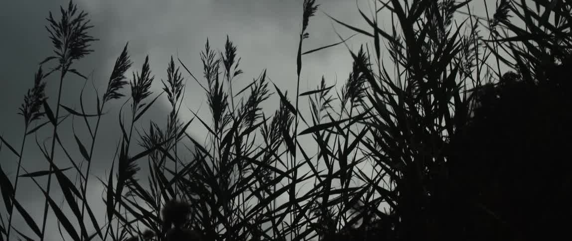 Silhouetted reeds sway gently in the wind against a dark and moody overcast sky