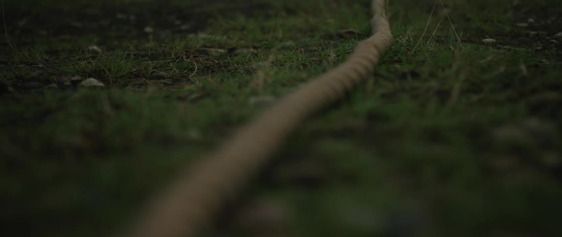 A thick, weathered rope lies on the green grass as the camera slowly pulls focus along its length