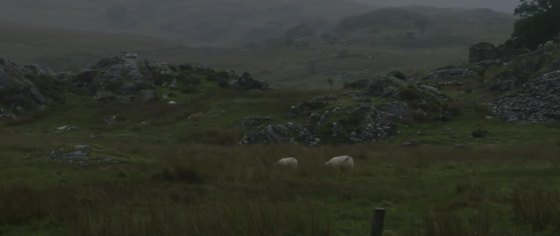 A tracking shot reveals several white sheep grazing peacefully in a foggy, green, and rocky landscape