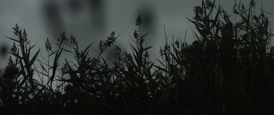 Silhouetted tall grass and reeds sway gently in the wind against a dark and gloomy overcast sky