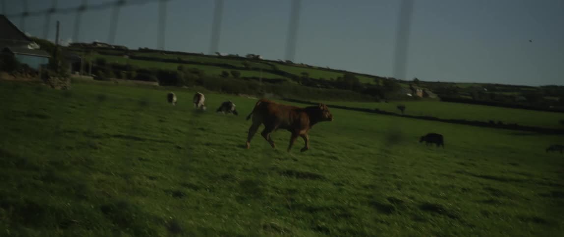 Viewed through a wire fence, a young bull happily runs in slow motion across a vast green field in the countryside