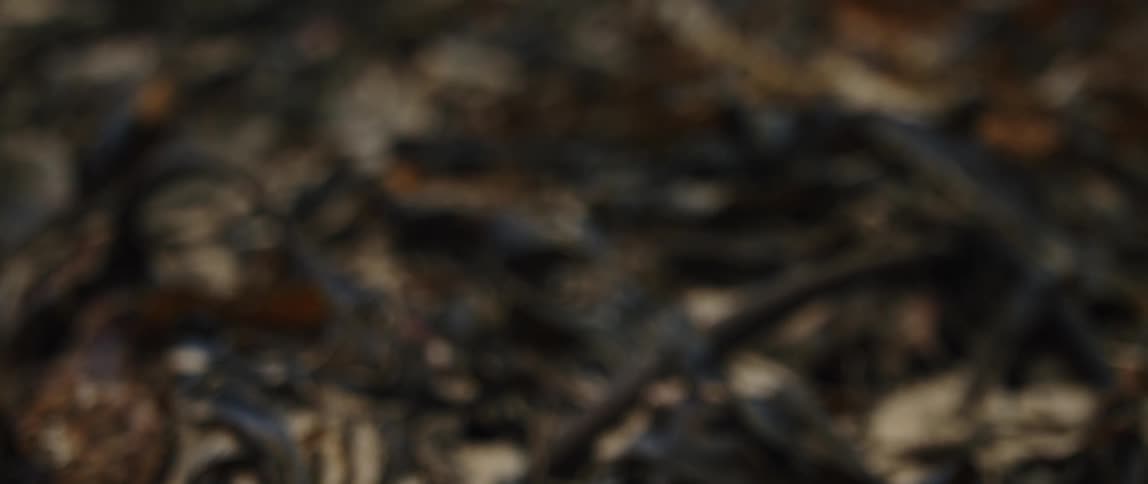 A slow rack focus reveals the detailed texture of dark, wet kelp lying on a sandy beach