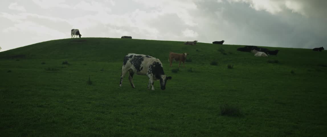 Slow motion shot of a spotted cow grazing on a green hillside with its herd under an overcast sky