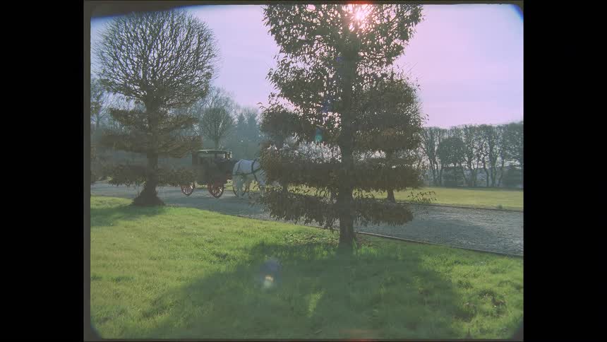 Vintage-style footage of a person leading two white horses pulling a classic carriage down a sunny park path