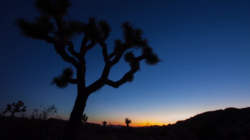 A serene timelapse captures the silhouette of a Joshua tree against the desert sky as night transitions to a colorful dawn