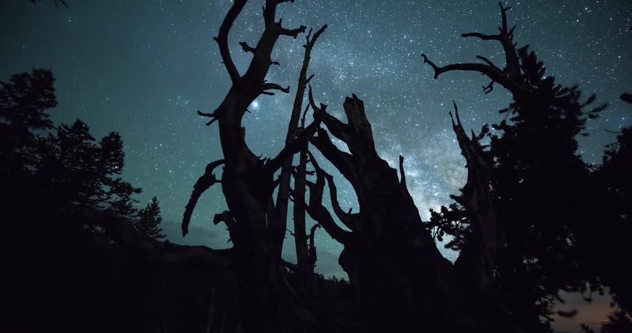 A breathtaking timelapse captures the Milky Way galaxy rising behind an ancient, gnarled bristlecone pine tree as night transitions to day
