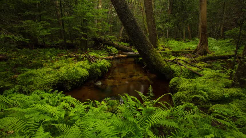 Daylight shifts across a tranquil stream in a lush, green forest floor covered in vibrant moss and ferns
