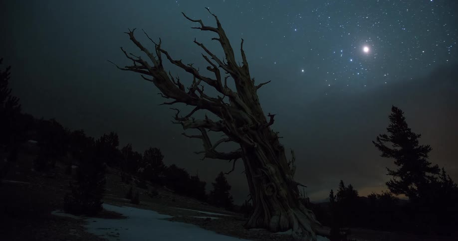 The Milky Way galaxy arcs across the starry night sky in this breathtaking timelapse behind an ancient bristlecone pine tree