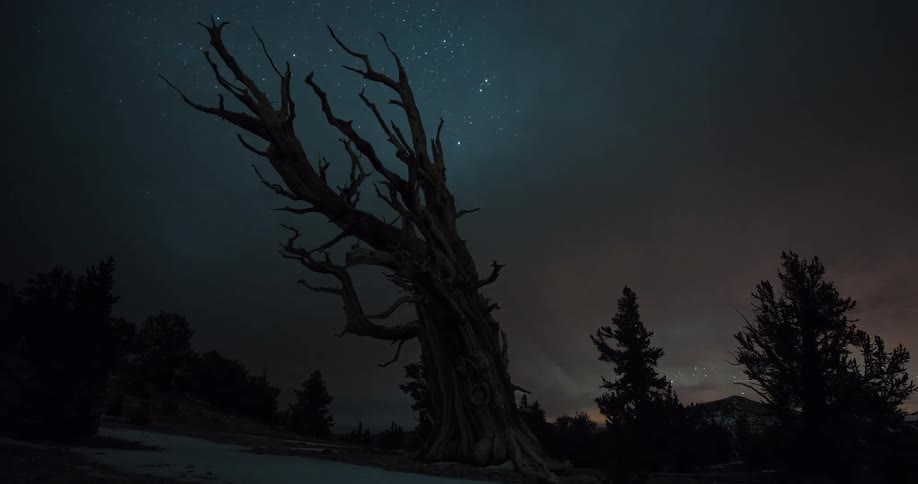 A stunning night sky timelapse captures the Milky Way galaxy and moving clouds behind a majestic, ancient Bristlecone Pine tree in a snowy landscape