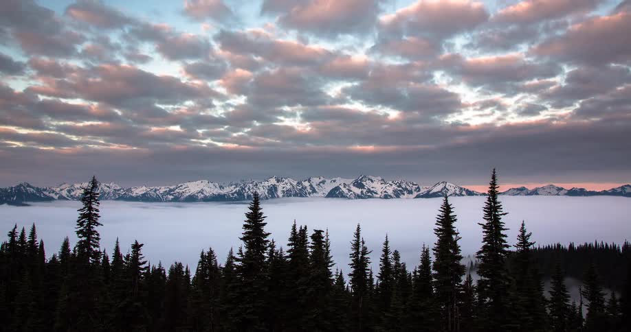 A majestic view of snow-capped mountains rising above a sea of clouds with an evergreen forest in the foreground during a colorful sunrise