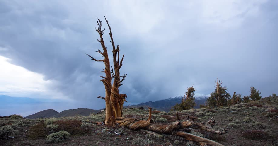 A dramatic timelapse captures storm clouds rolling over an ancient bristlecone pine tree in a rugged mountain landscape