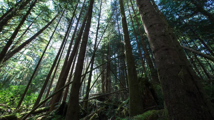 A time-lapse view looks up at tall evergreen trees as the sun moves across the sky, casting light rays and shadows through the dense forest canopy