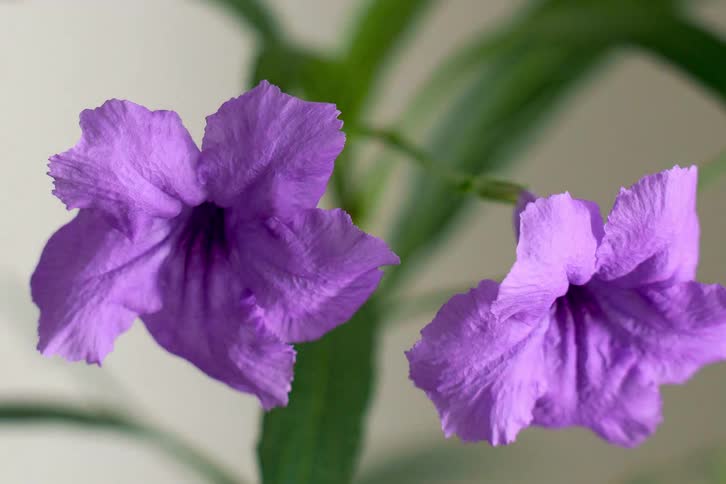 A close-up macro shot of two delicate purple Ruellia flowers in bloom