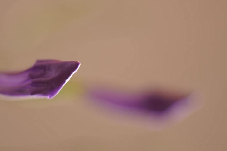 Close-up detail of a vibrant purple flower petal with a soft, blurry background