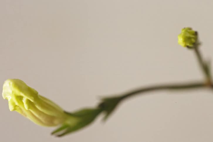 A delicate yellow flower bud unfurls its petals and blooms in a beautiful macro time-lapse against a plain background