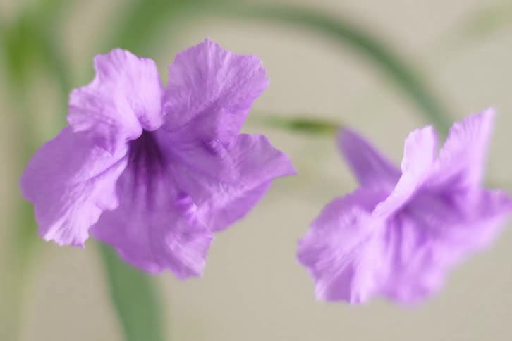 A beautiful close-up of two purple Ruellia flowers with a soft focus background