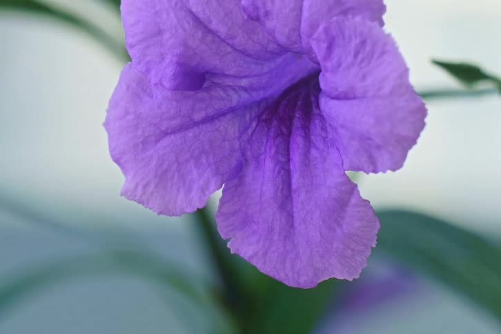 An extreme close-up shot of a delicate purple flower reveals the intricate texture of its petals