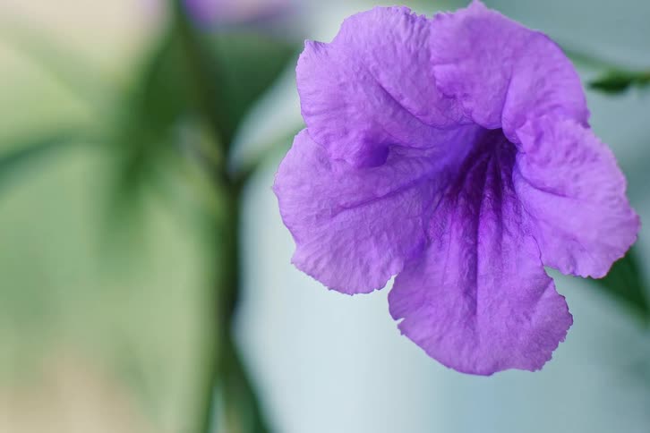 A detailed macro shot of a vibrant purple Ruellia Tuberosa flower against a softly blurred background