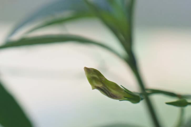 Macro timelapse shot of a green flower bud slowly wilting and decaying over time against a soft-focus background
