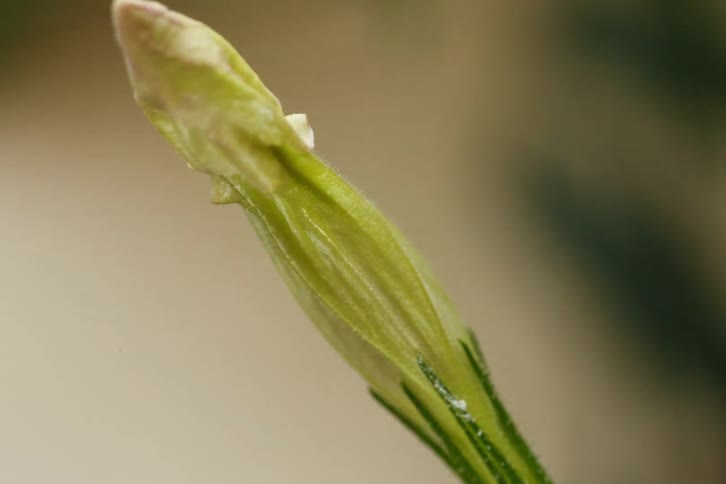 A macro time-lapse captures the process of a green flower bud wilting and decaying