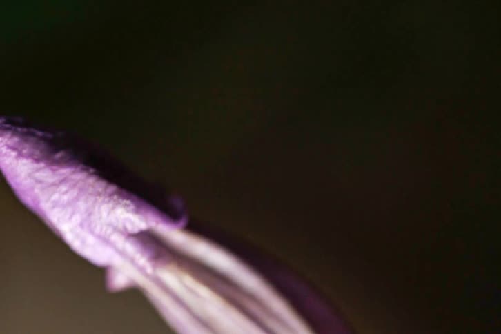 An extreme macro close-up of a delicate purple flower bud transitions focus from the tip to the stem under dramatic lighting