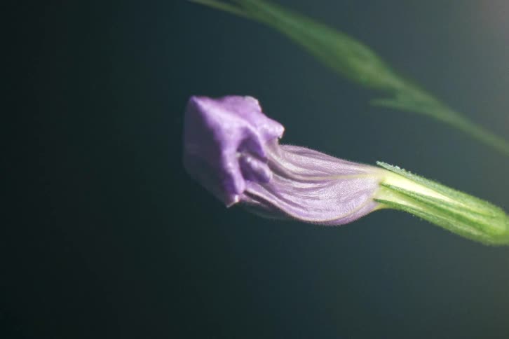 A macro timelapse shows a delicate purple flower bud slowly wilting and dying against a dark background