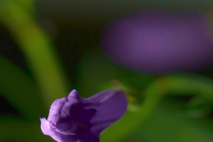 Close-up time-lapse footage shows a purple flower unfurling its petals as it blooms