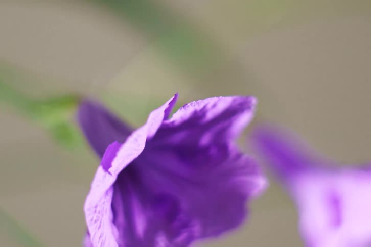 A macro time-lapse shows a delicate purple flower bud slowly unfurling its petals to bloom