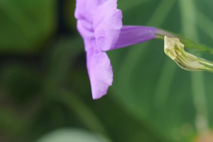 A time-lapse macro shot shows a delicate purple flower wilting and decaying against a green background